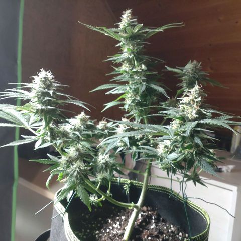 Banana Blaze Forbidden Cherry Melonda Runtz growlog timeline photo