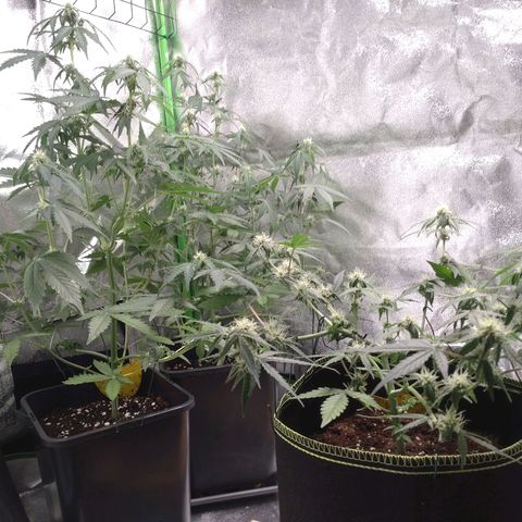 Northern Lights Automatic growlog timeline photo