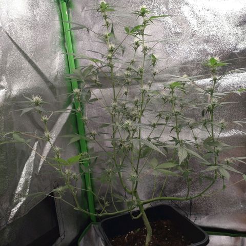 Northern Lights Automatic growlog timeline photo