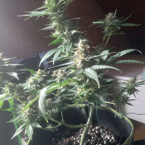Banana Blaze Forbidden Cherry Melonda Runtz growlog timeline photo