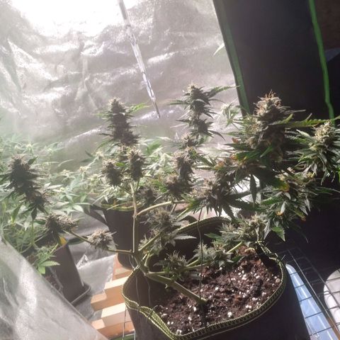 Banana Blaze Forbidden Cherry Melonda Runtz growlog timeline photo