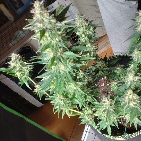 Banana Blaze Forbidden Cherry Melonda Runtz growlog timeline photo