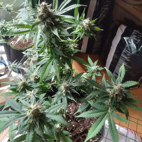 Banana Blaze Forbidden Cherry Melonda Runtz growlog timeline photo