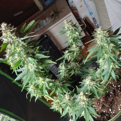 Banana Blaze Forbidden Cherry Melonda Runtz growlog timeline photo