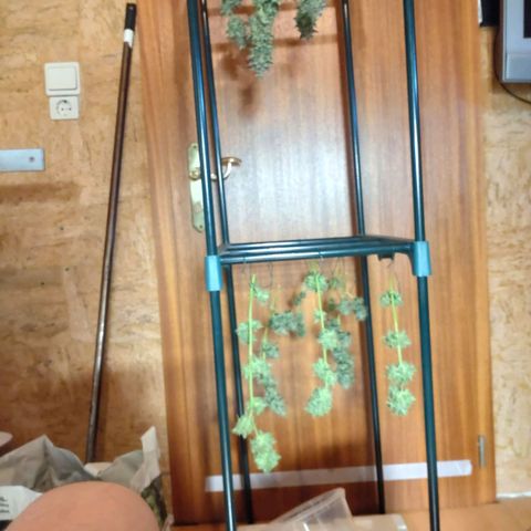 Banana Blaze Forbidden Cherry Melonda Runtz growlog timeline photo