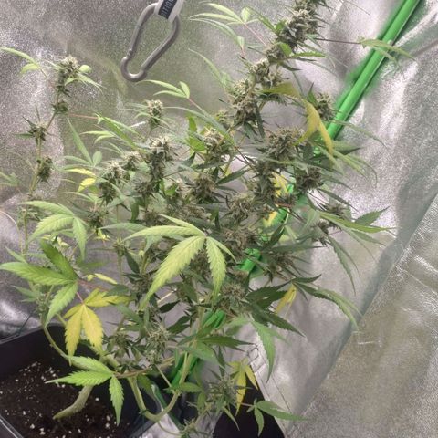 Northern Lights Automatic growlog timeline photo