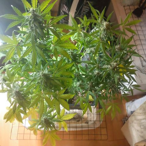 Northern Lights Automatic growlog timeline photo