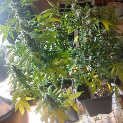 Northern Lights Automatic growlog timeline photo