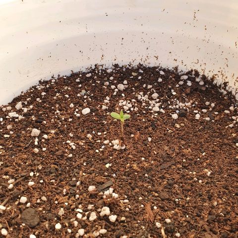 Red Skunk Auto growlog timeline photo