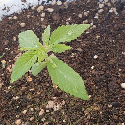 Red Skunk Auto growlog timeline photo
