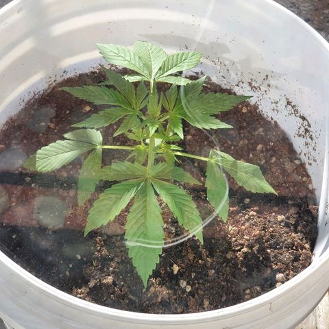 Red Skunk Auto growlog timeline photo