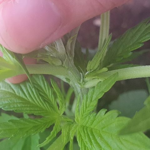 Red Skunk Auto growlog photo: Preflora