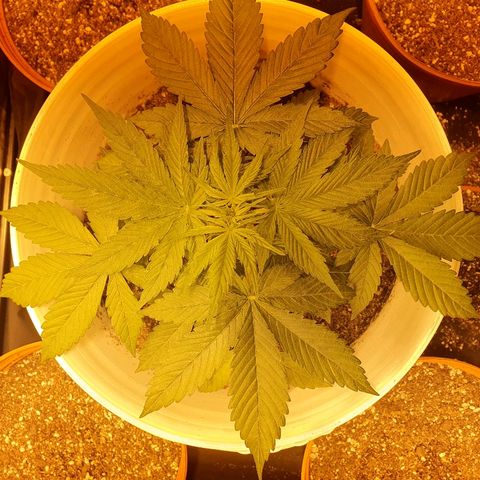 Red Skunk Auto growlog timeline photo