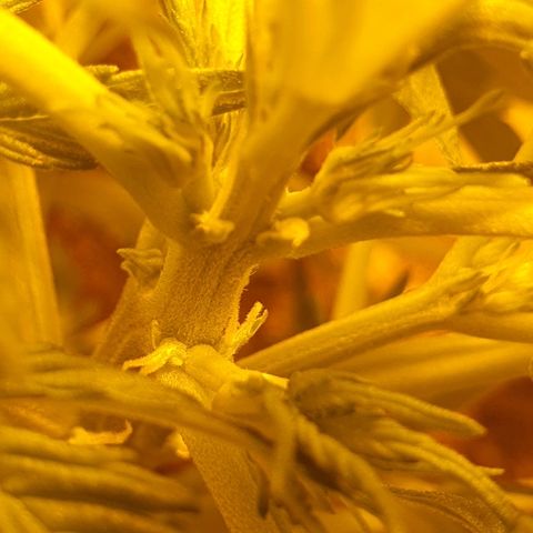 Red Skunk Auto growlog timeline photo