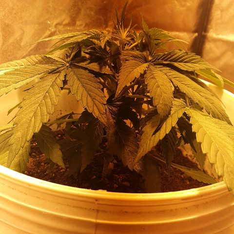Red Skunk Auto growlog timeline photo