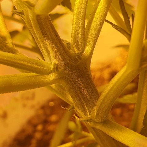 Red Skunk Auto growlog timeline photo