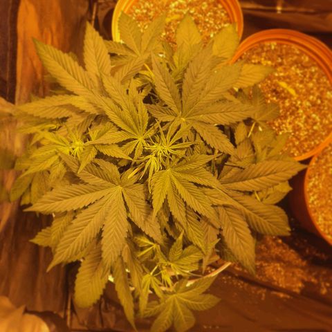 Red Skunk Auto growlog timeline photo