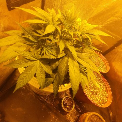 Red Skunk Auto growlog timeline photo