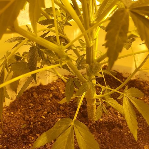 Red Skunk Auto growlog timeline photo