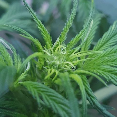 Red Skunk Auto growlog timeline photo