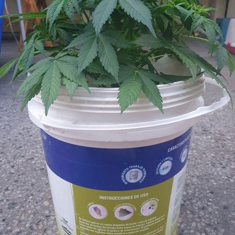 Red Skunk Auto growlog timeline photo