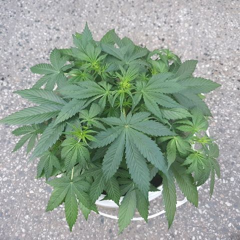 Red Skunk Auto growlog timeline photo
