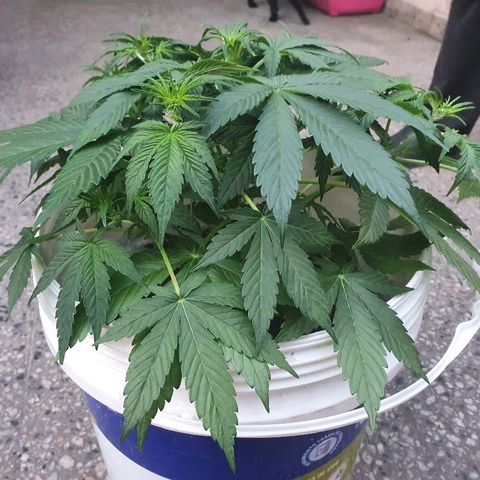 Red Skunk Auto growlog timeline photo