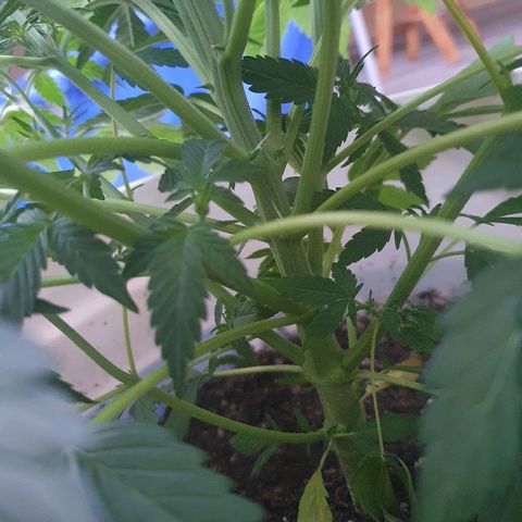 Red Skunk Auto growlog timeline photo