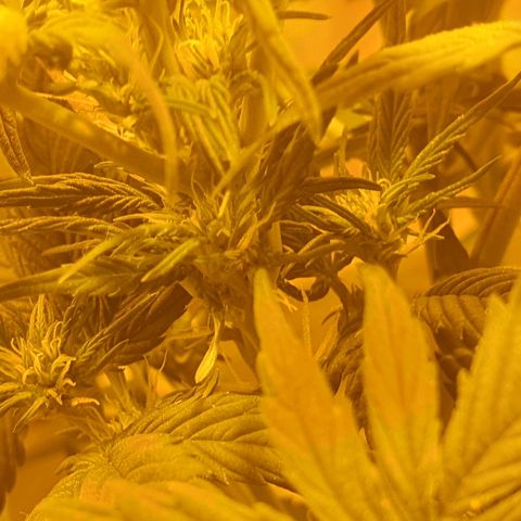 Red Skunk Auto growlog timeline photo