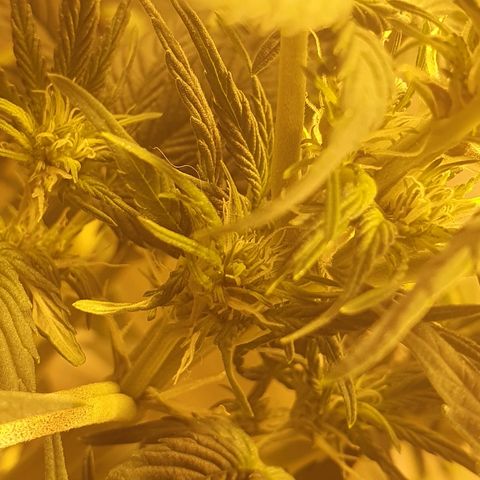 Red Skunk Auto growlog timeline photo