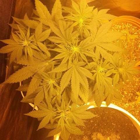 Red Skunk Auto growlog timeline photo