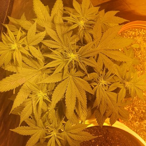 Red Skunk Auto growlog timeline photo