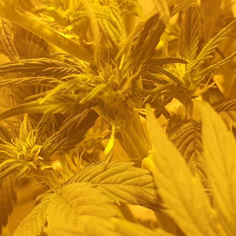 Red Skunk Auto growlog timeline photo