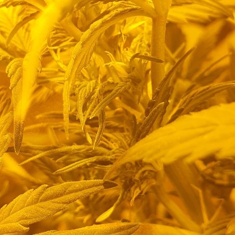 Red Skunk Auto growlog timeline photo