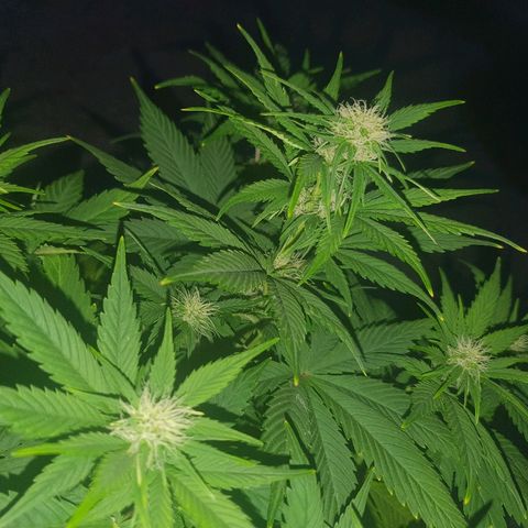 Red Skunk Auto growlog timeline photo