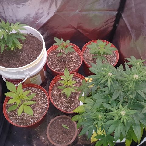 Red Skunk Auto growlog timeline photo