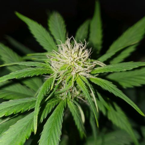 Red Skunk Auto growlog timeline photo