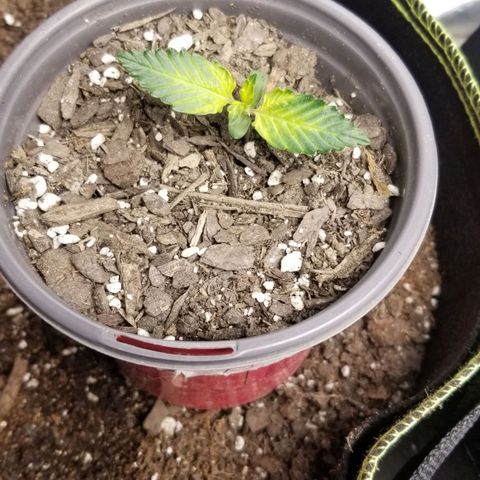 Triple Cheese growlog photo: Alaskan Purple B