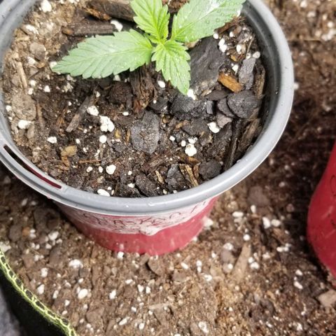 Triple Cheese growlog photo: Alaskan Purple