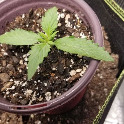 Triple Cheese growlog photo: Zkittlez B