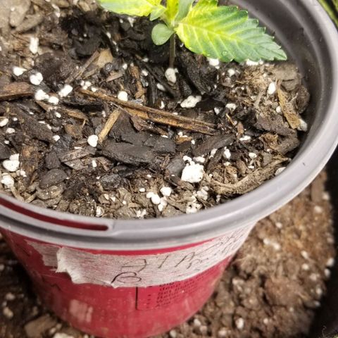 Triple Cheese growlog photo: Alaskan Purple B