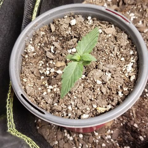 Triple Cheese growlog photo: Pink kush A