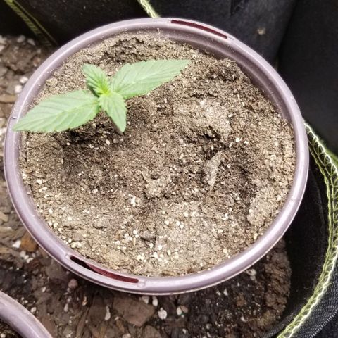 Triple Cheese growlog photo: Pink Kush B