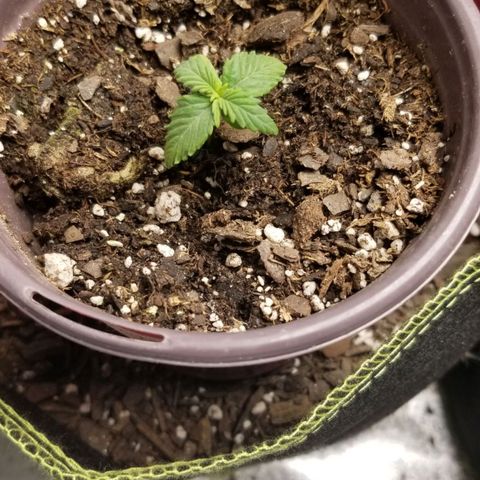 Triple Cheese growlog photo: Pink Kush C