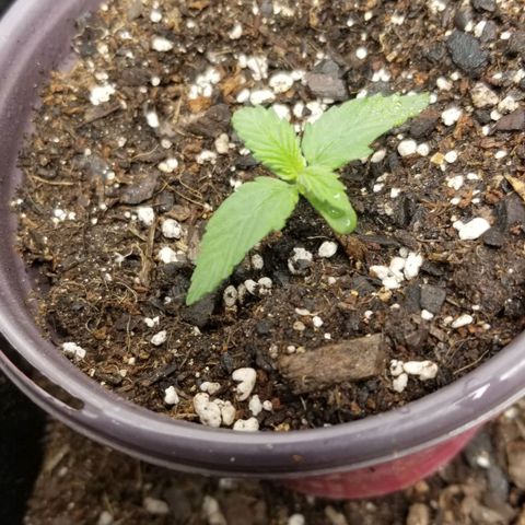 Triple Cheese growlog photo: Zkittkez A