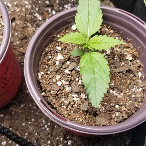 Triple Cheese growlog photo: BlackBerry B