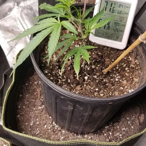 Triple Cheese growlog photo: Triple cheese