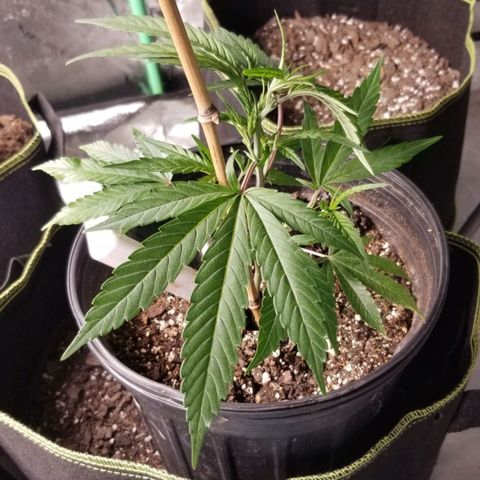 Triple Cheese growlog timeline photo