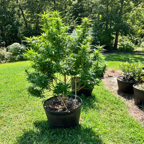 Triple Cheese growlog photo: Small buds but lots