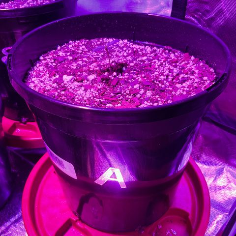 HULK BERRY growlog photo: Plant A need a name for her